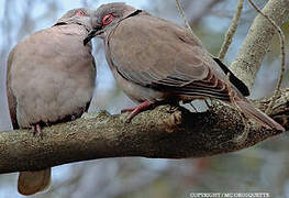 Mourning Collared Dove