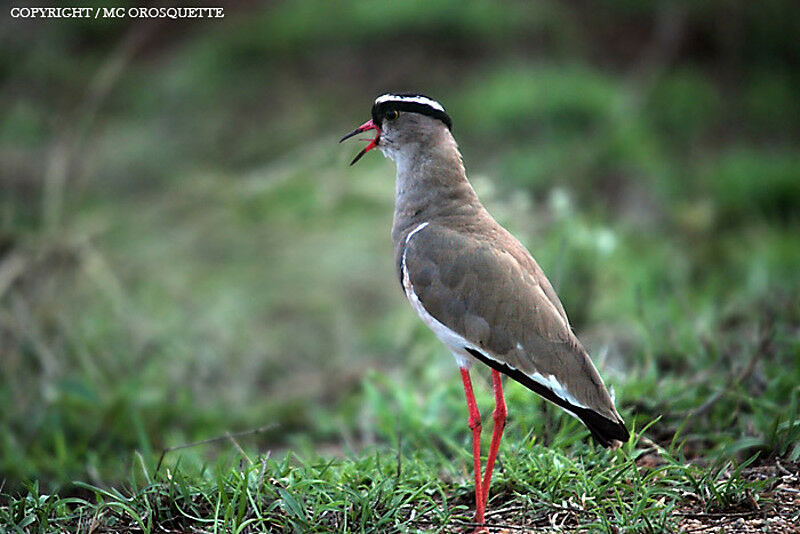 Crowned Lapwing