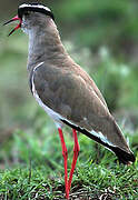 Crowned Lapwing