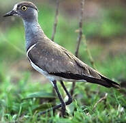 Senegal Lapwing