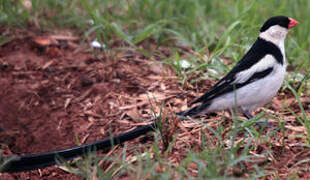 Pin-tailed Whydah