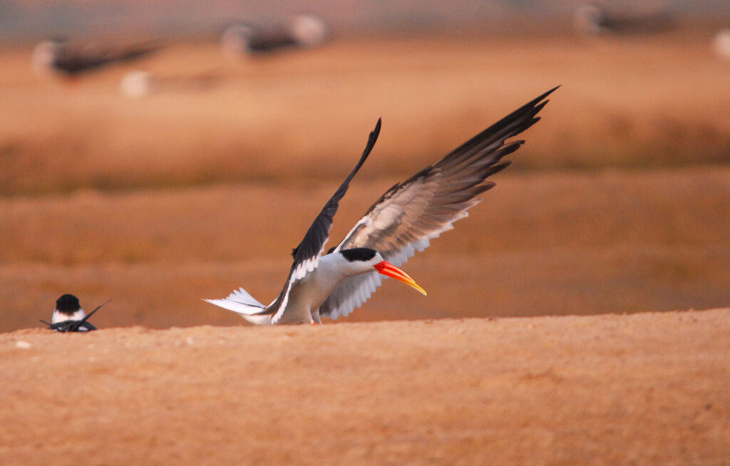 Indian Skimmer