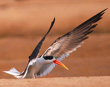 Indian Skimmer