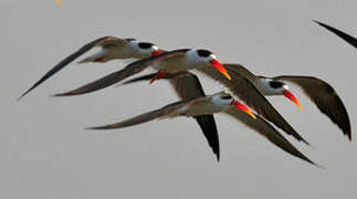 Indian Skimmer