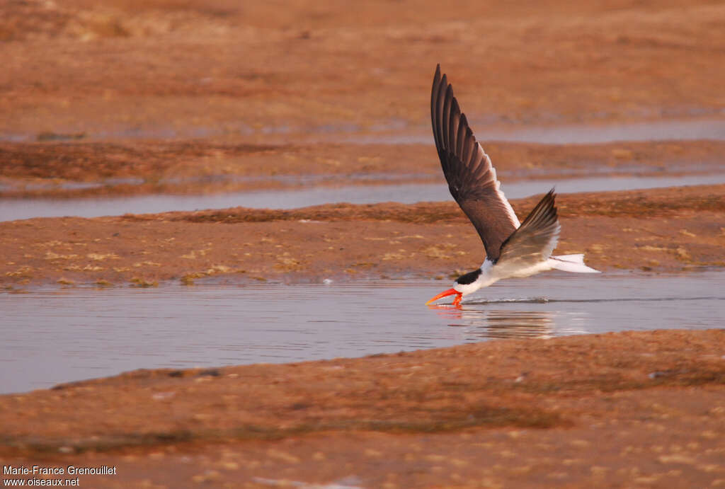 Bec-en-ciseaux à collieradulte, pêche/chasse