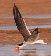 Indian Skimmer