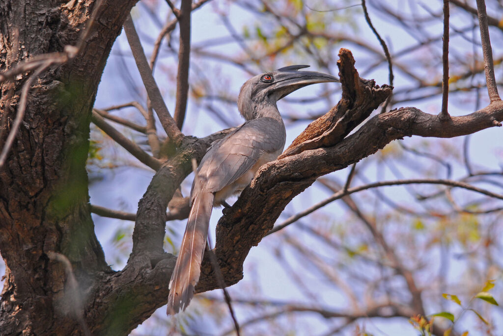 Indian Grey Hornbill