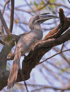 Indian Grey Hornbill