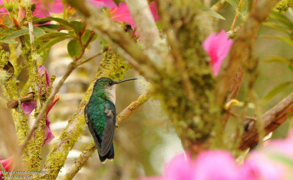 Santa Marta Sabrewing female adult