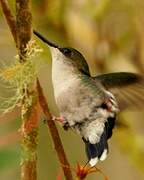 Santa Marta Sabrewing