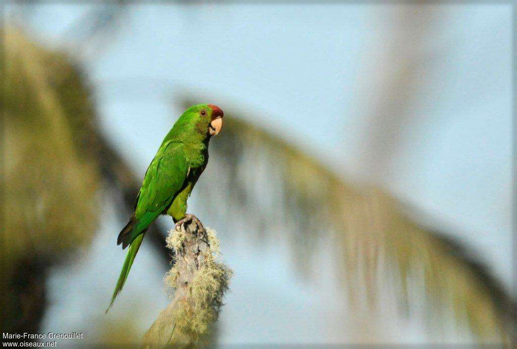 Scarlet-fronted Parakeetadult, identification