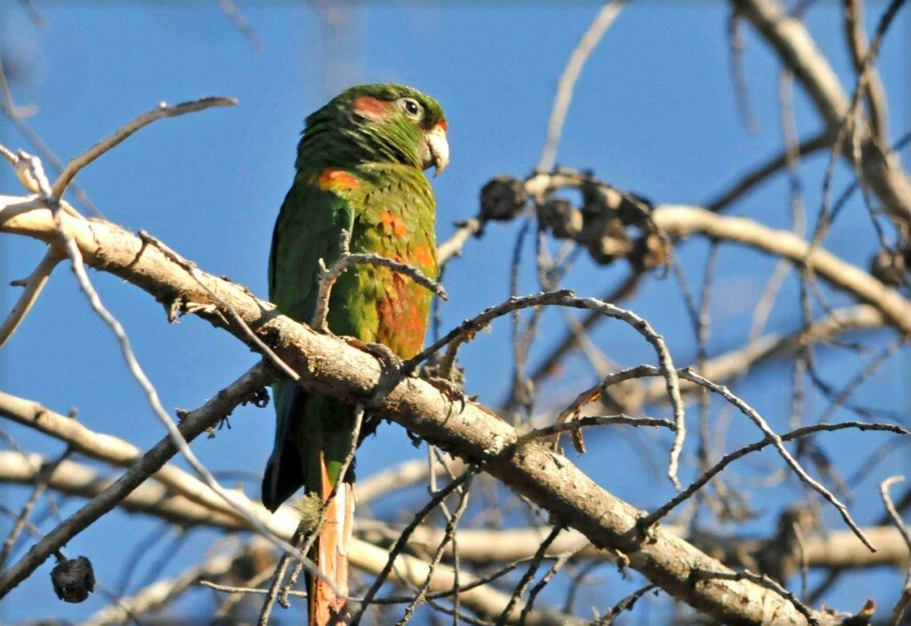 Conure des Santa Martaadulte