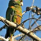 Conure des Santa Marta
