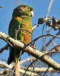 Conure des Santa Marta