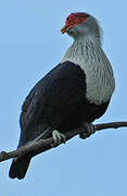 Seychelles Blue Pigeon