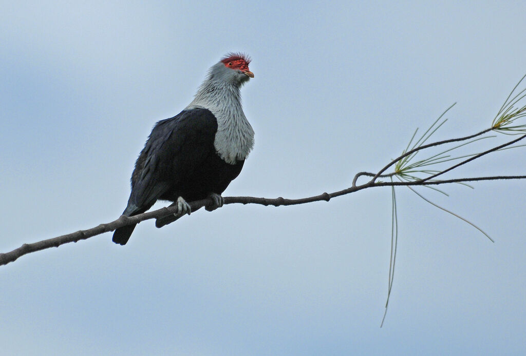 Seychelles Blue Pigeon, identification