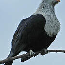 Founingo rougecap