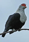 Seychelles Blue Pigeon