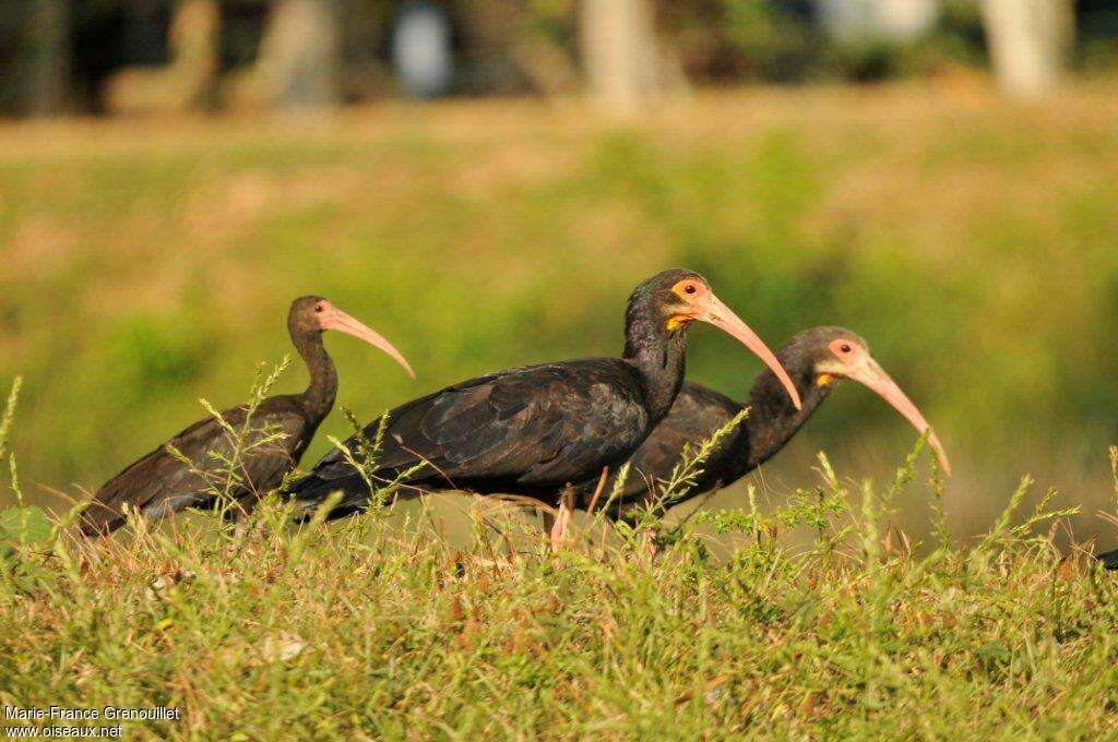 Sharp-tailed Ibis, Reproduction-nesting