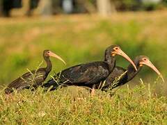 Ibis à queue pointue