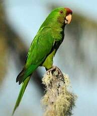 Conure de Wagler