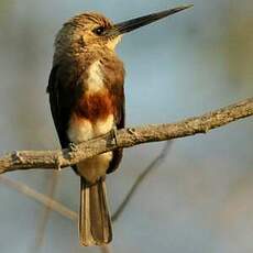 Jacamar à tête pâle