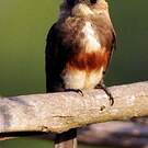 Jacamar à tête pâle