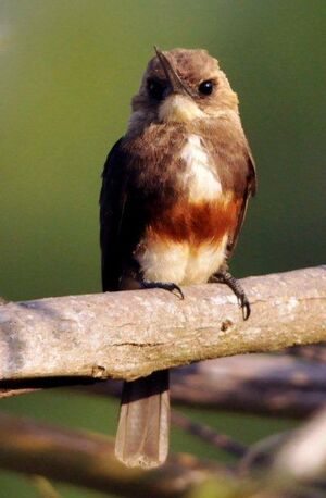 Jacamar à tête pâle