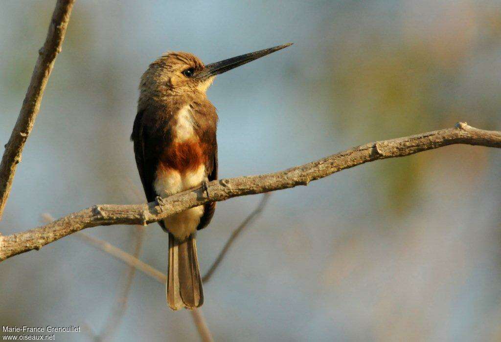 Jacamar à tête pâleadulte