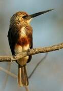 Pale-headed Jacamar