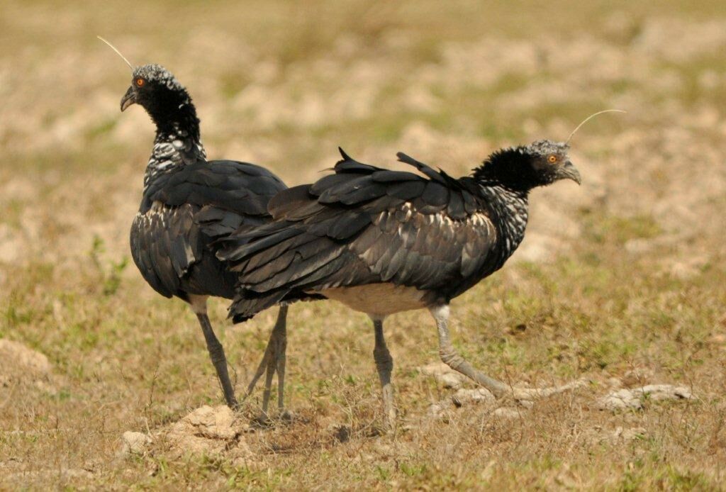 Horned Screamer adult