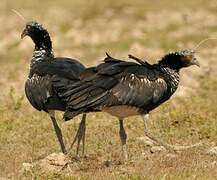 Horned Screamer