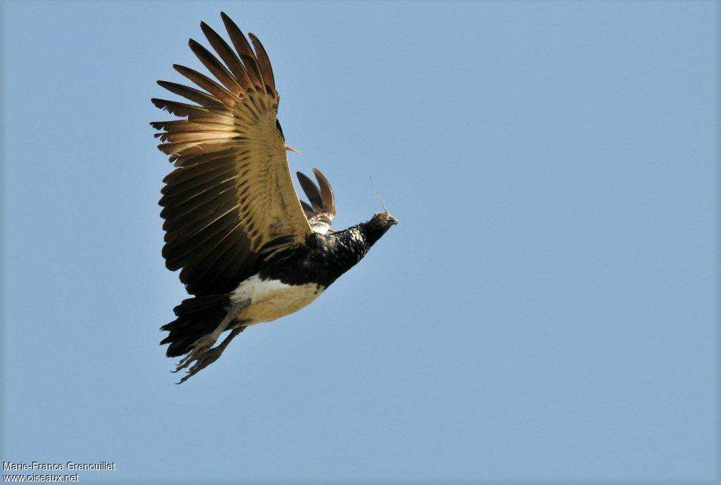 Horned Screameradult, Flight