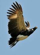 Horned Screamer