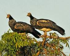 Horned Screamer