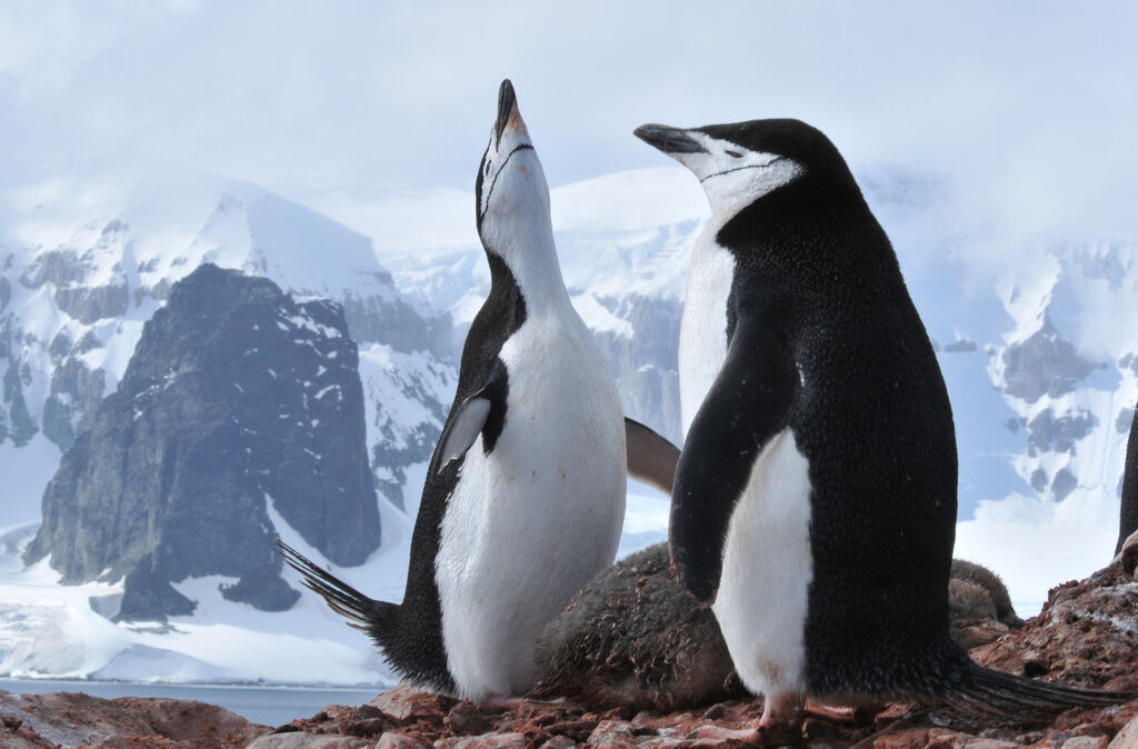 Chinstrap Penguin