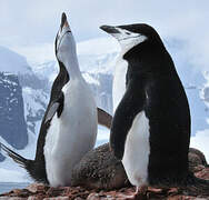 Chinstrap Penguin