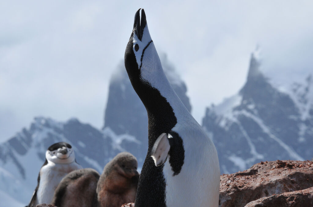 Chinstrap Penguin