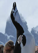 Chinstrap Penguin