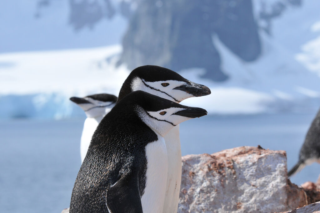 Chinstrap Penguin