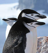 Chinstrap Penguin