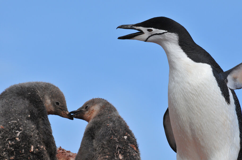 Chinstrap Penguin