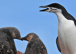 Chinstrap Penguin