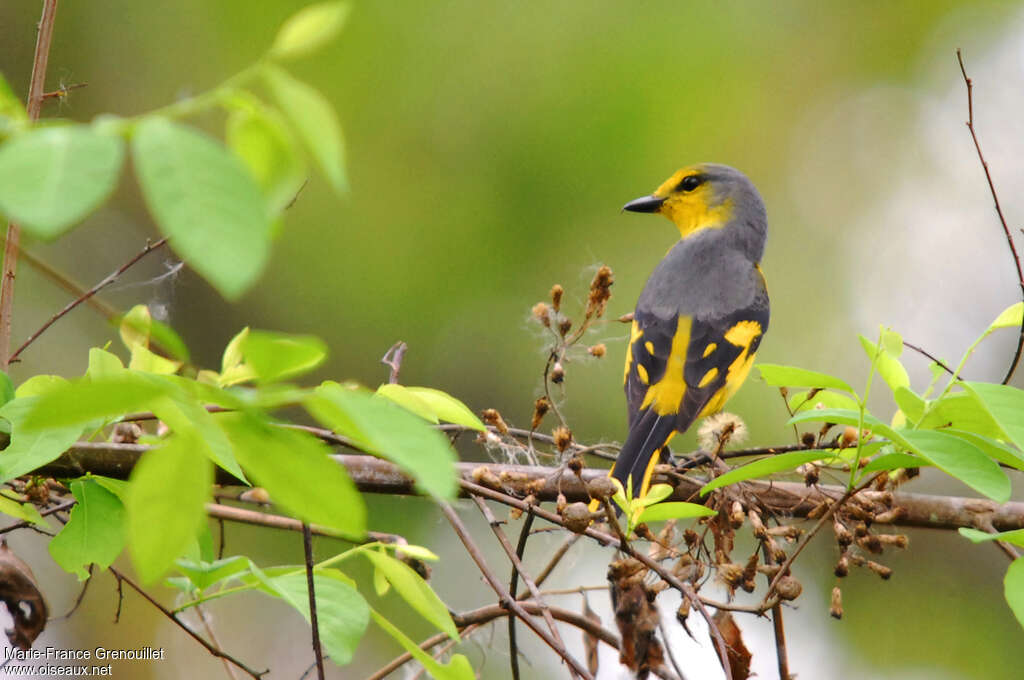 Minivet écarlate femelle adulte