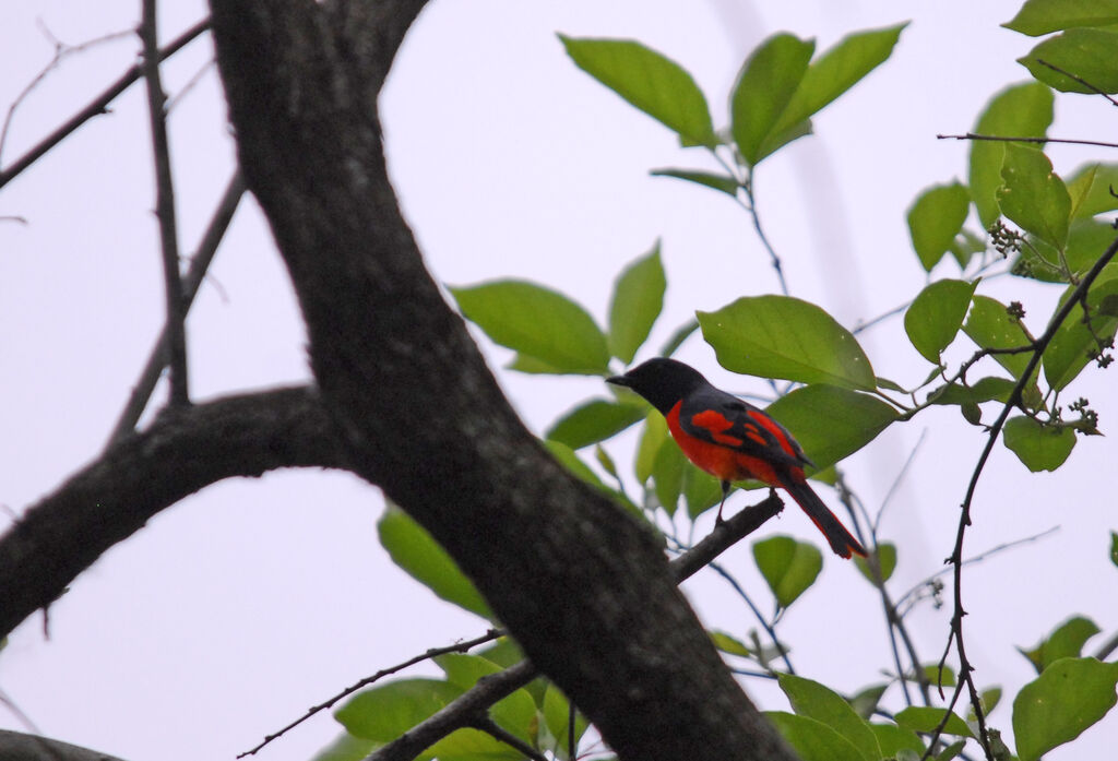 Minivet écarlate mâle adulte