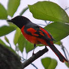 Minivet écarlate