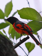 Scarlet Minivet