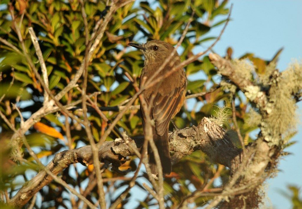 Santa Marta Bush Tyrant