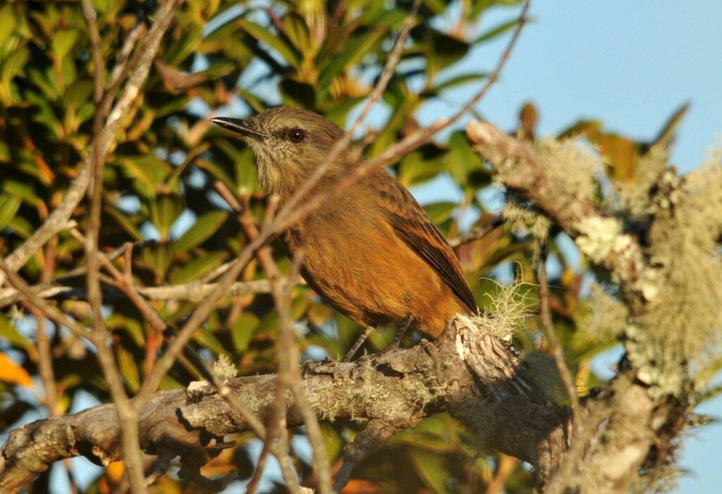 Santa Marta Bush Tyrantadult