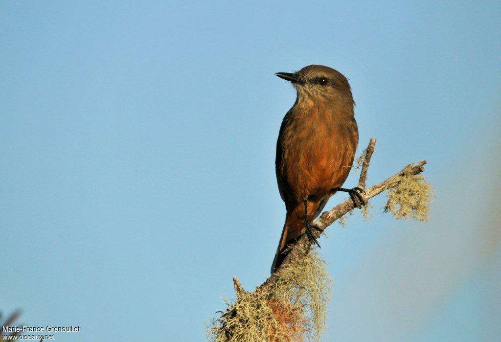 Santa Marta Bush Tyrantadult